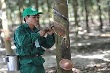 “Đêm đen” của ngành cao su sắp kết thúc
